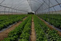 Adana Karataş Sera Organize Tarım Bölgesi Yıllık 100 Bin Ton Üretecek
